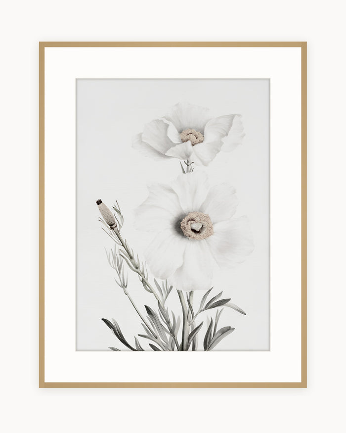 Botanica Blanca — Lámina Vintage